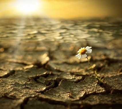 The Planting