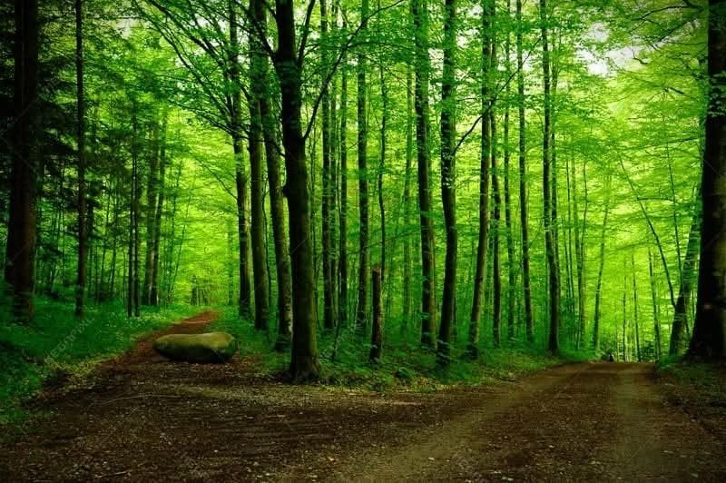 The Way